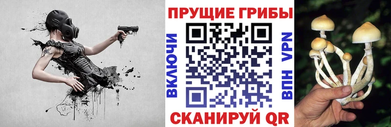как найти закладки  Ростов  Псилоцибиновые грибы Cubensis 